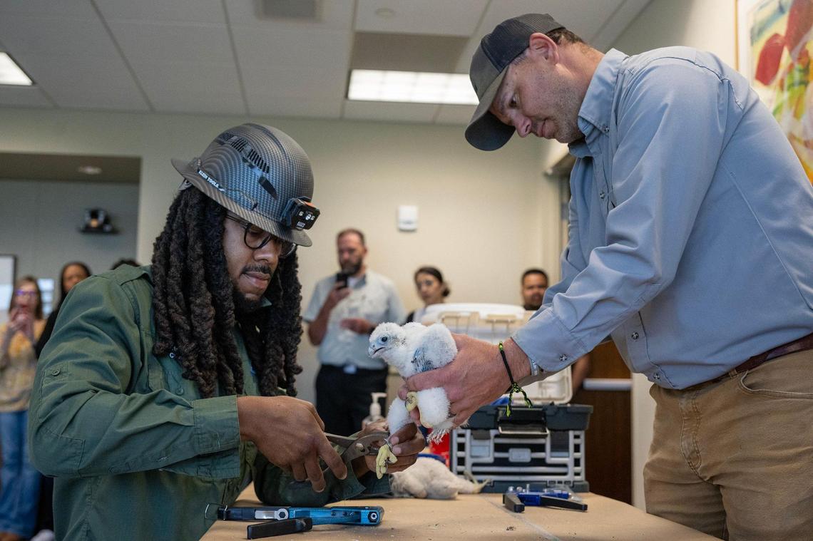 Chris Cain, left, of Missouri Department of Conservation, and Micah Glover of the USDA, banded the leg of a Peregrine falcon chick on Thursday, May 15, 2025, in Kansas City. The chick, was one of three, hatched on the roof of the Shook, Hardy & Bacon building in late March. Since 2016, the law firm has partnered with Missouri Department of Conservation to provide a nest box on the roof which has resulted in 28 chicks.