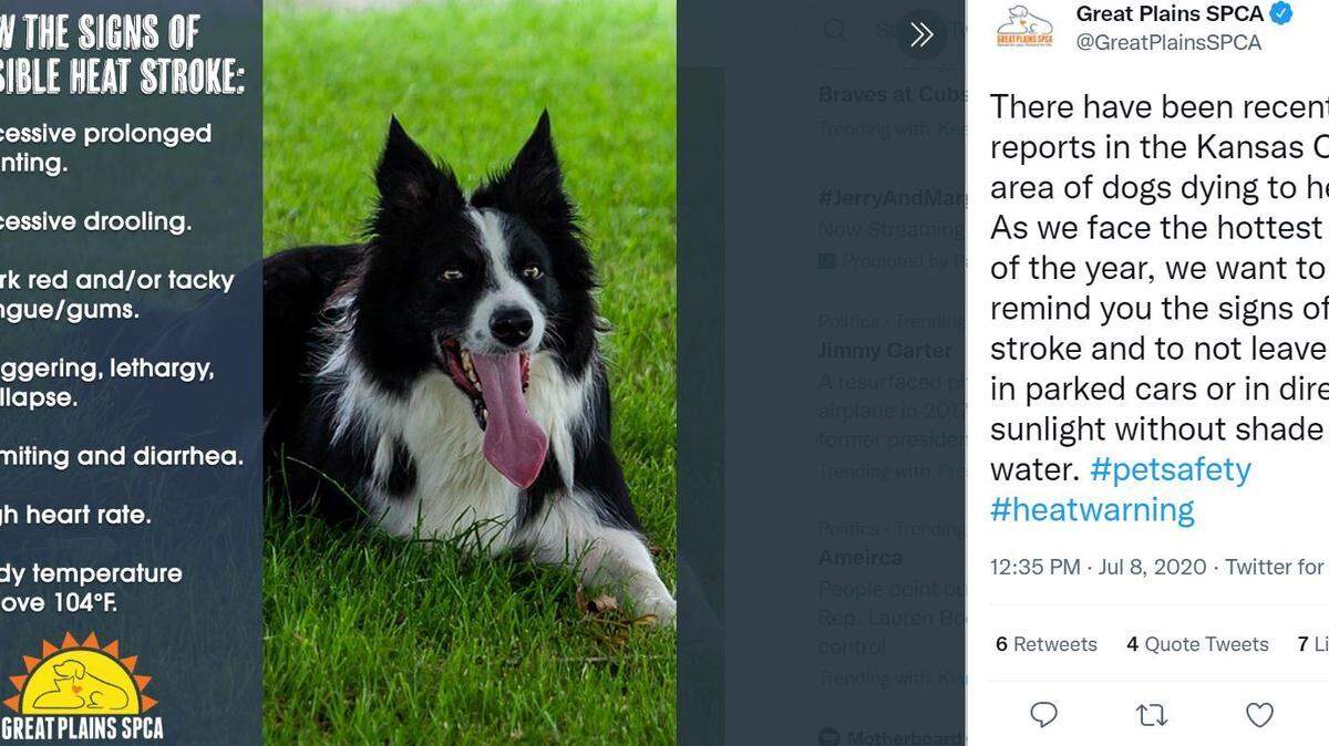 A tweet from Great Plains SCPA offered tips on how to keep your pets safe in extreme heat.