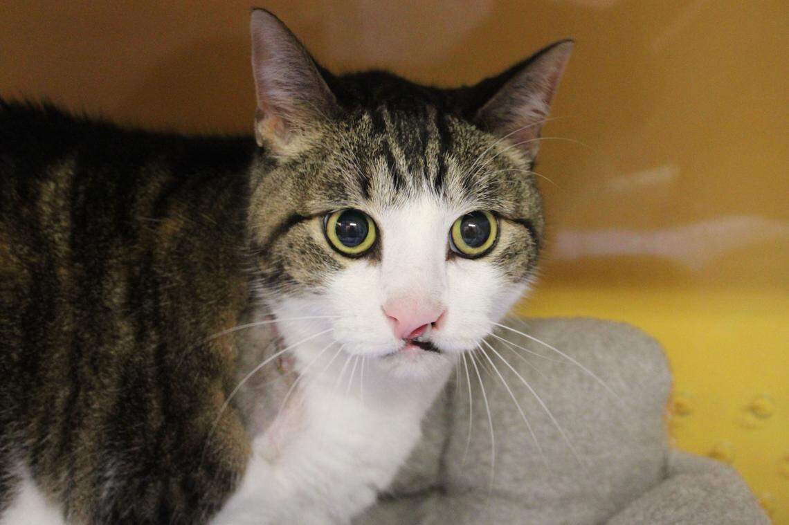 Mary the cat is available for adoption at Wayside Waifs