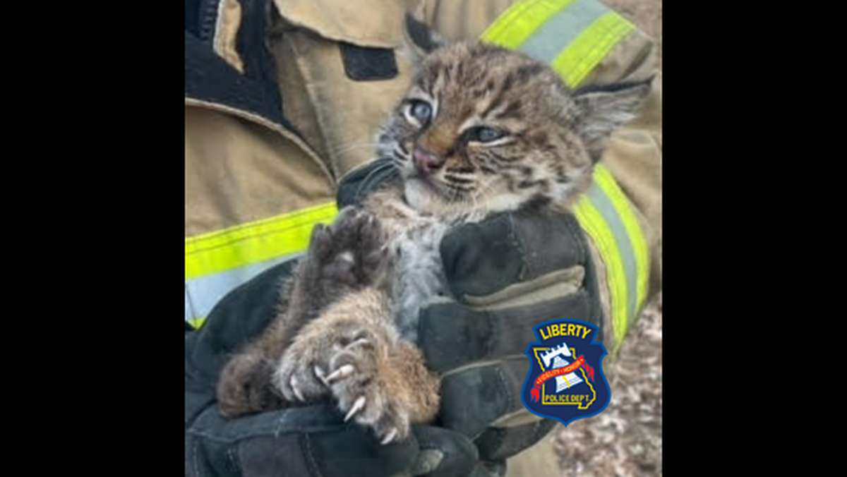 “A word of advice,” the Liberty Police Department said on Twitter Wednesday, “if you want to pick up the cute little kitten to pet it, make sure it is not a bobcat first!! They do bite and scratch. #Meow.”