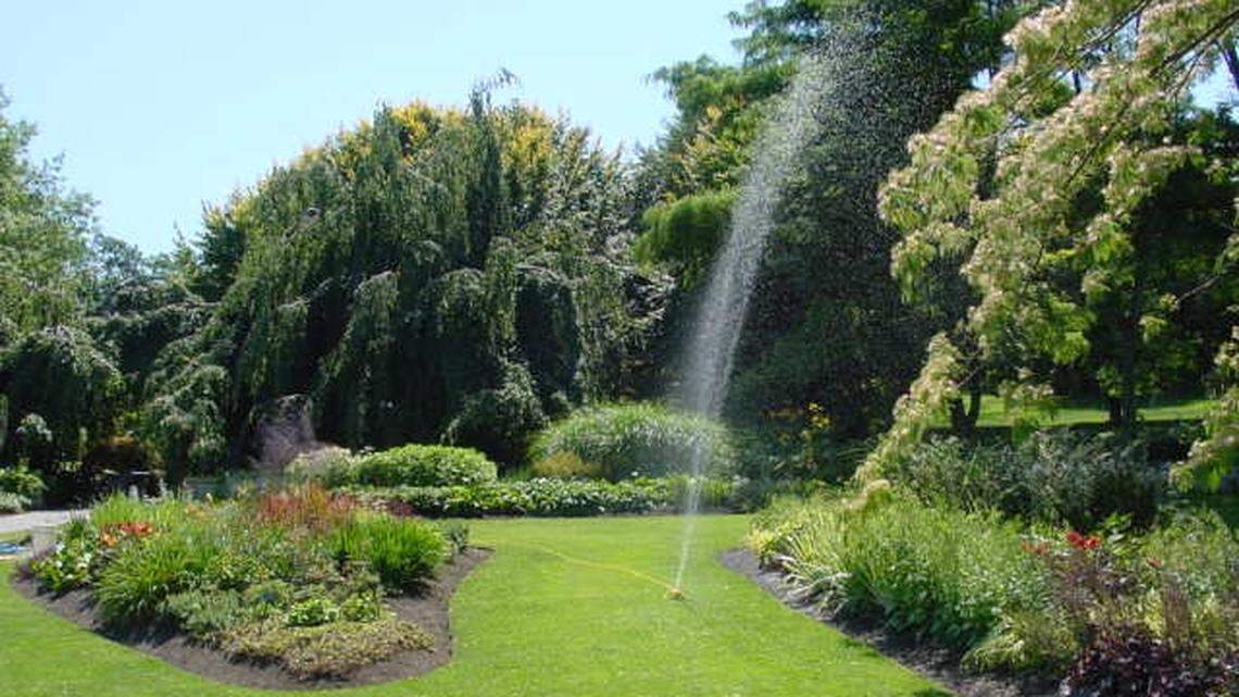 If you decide to keep that lawn green through the heat of the summer, learn how often, and how much, to water it.