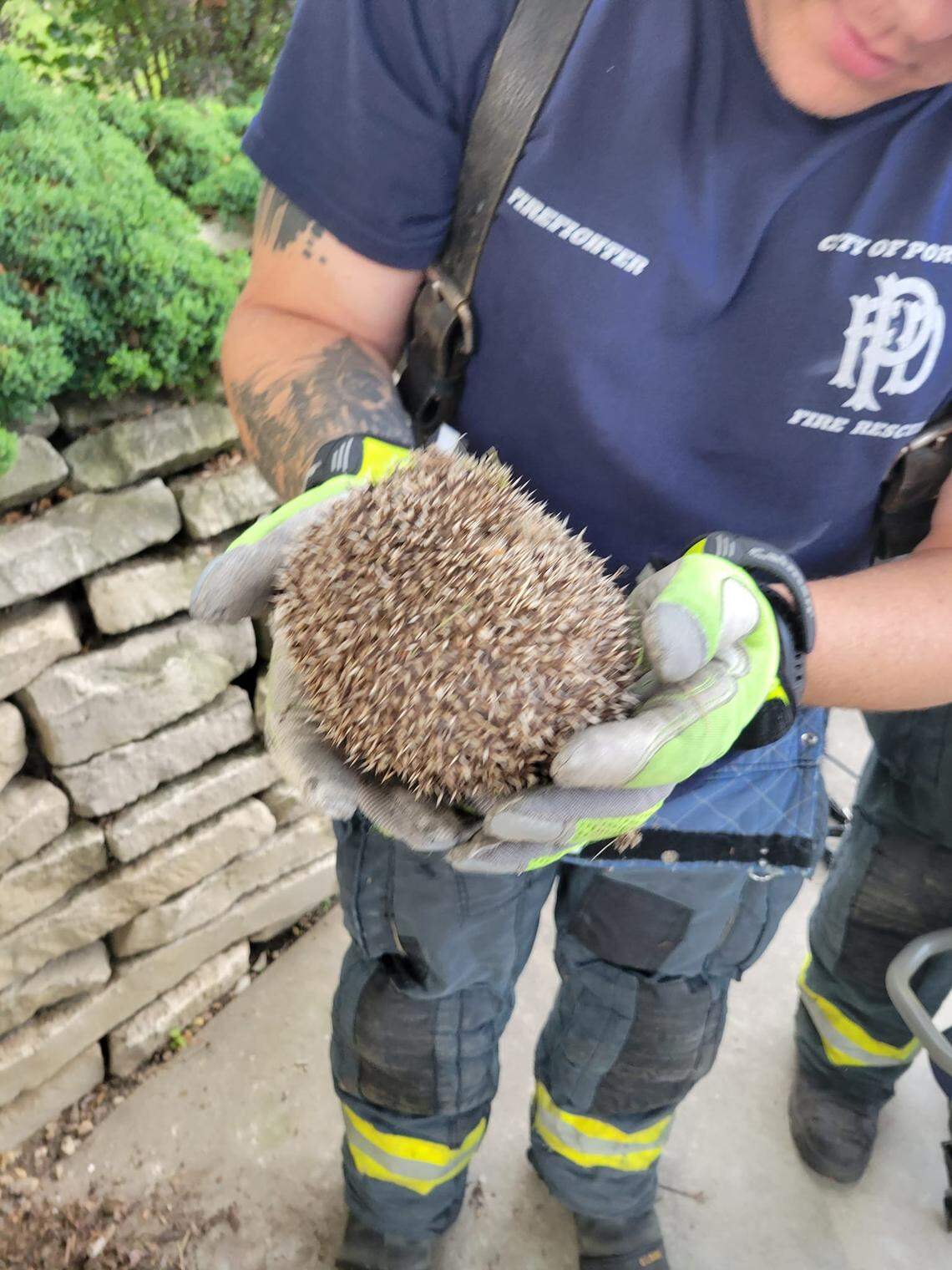 This pet hedgehog was rescued by firefighters in Michigan.