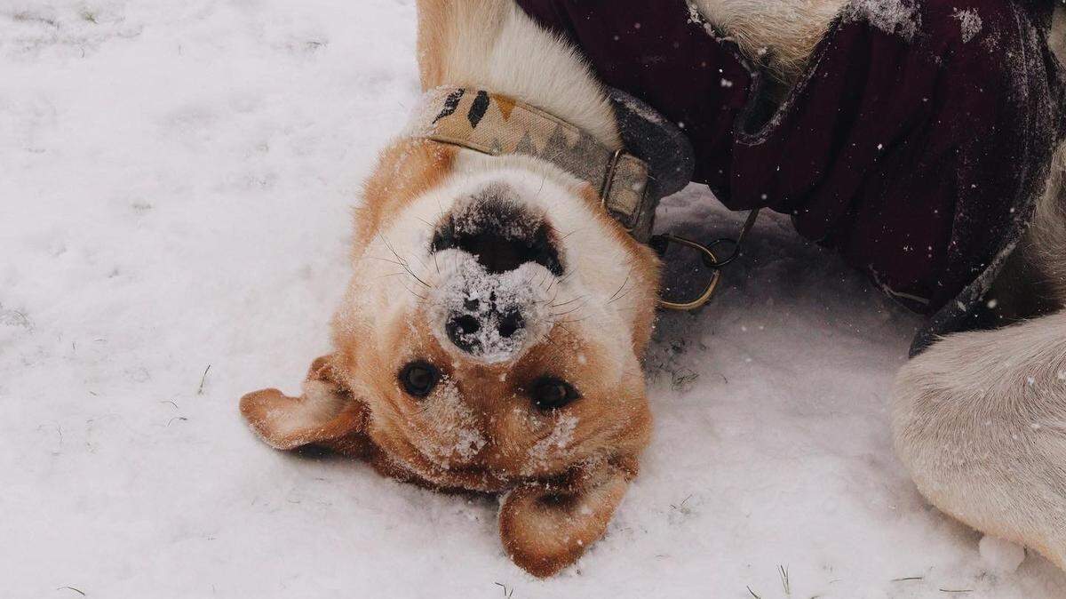 “Dogs have to get out somehow!” -Bailey Thomas