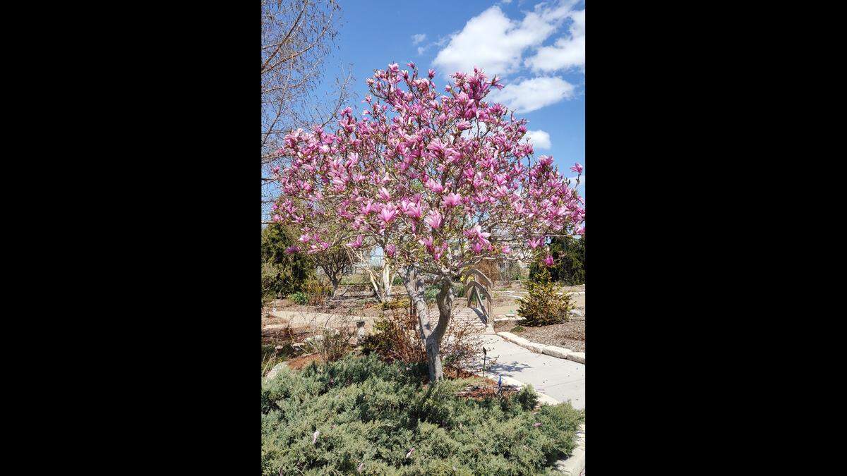 This saucer magnolia tree in bloom at the Kansas State University Research and Extension Garden Gallery is a sight to behold.