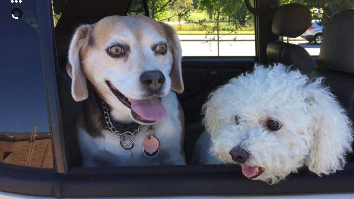 A room of their own: The idea of a doggie playroom appeals to this empty nester
