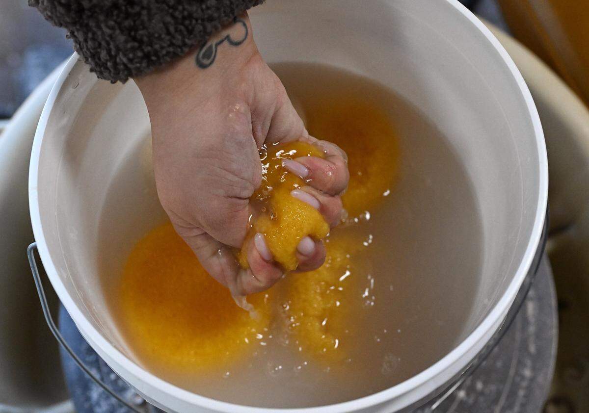 Priscilla Butler, owner of Lila's Clayground, wrings water from a sponge while working at her studio on Thursday, Jan. 29, 2026, in Kansas City.