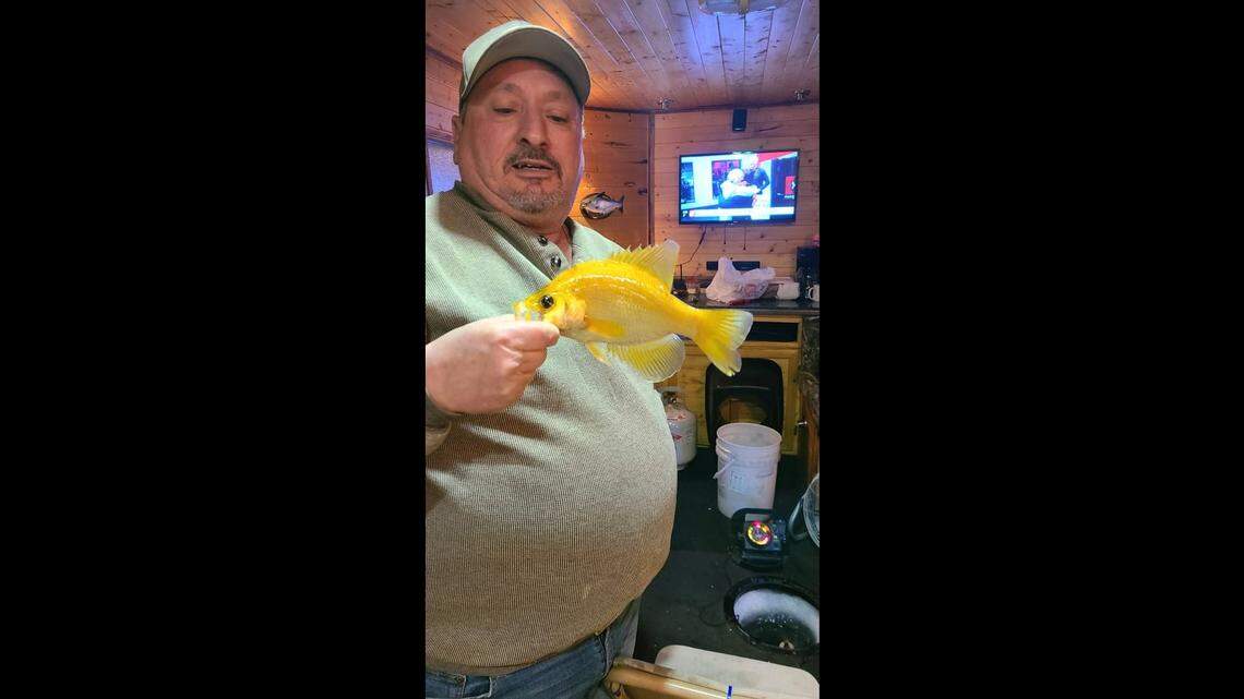 A Minnesota man, Rick Konakowitz, caught a rare “golden crappie” during a recent ice-fishing trip.