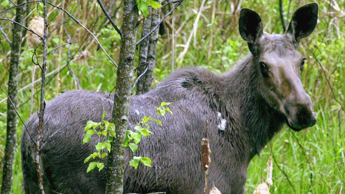 File photo of a moose. An adult female moose recently collided with a Ford Mustang and crashed through the windshield, injuring a passenger, according to Minnesota officials.