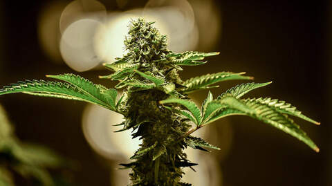 cannabis website