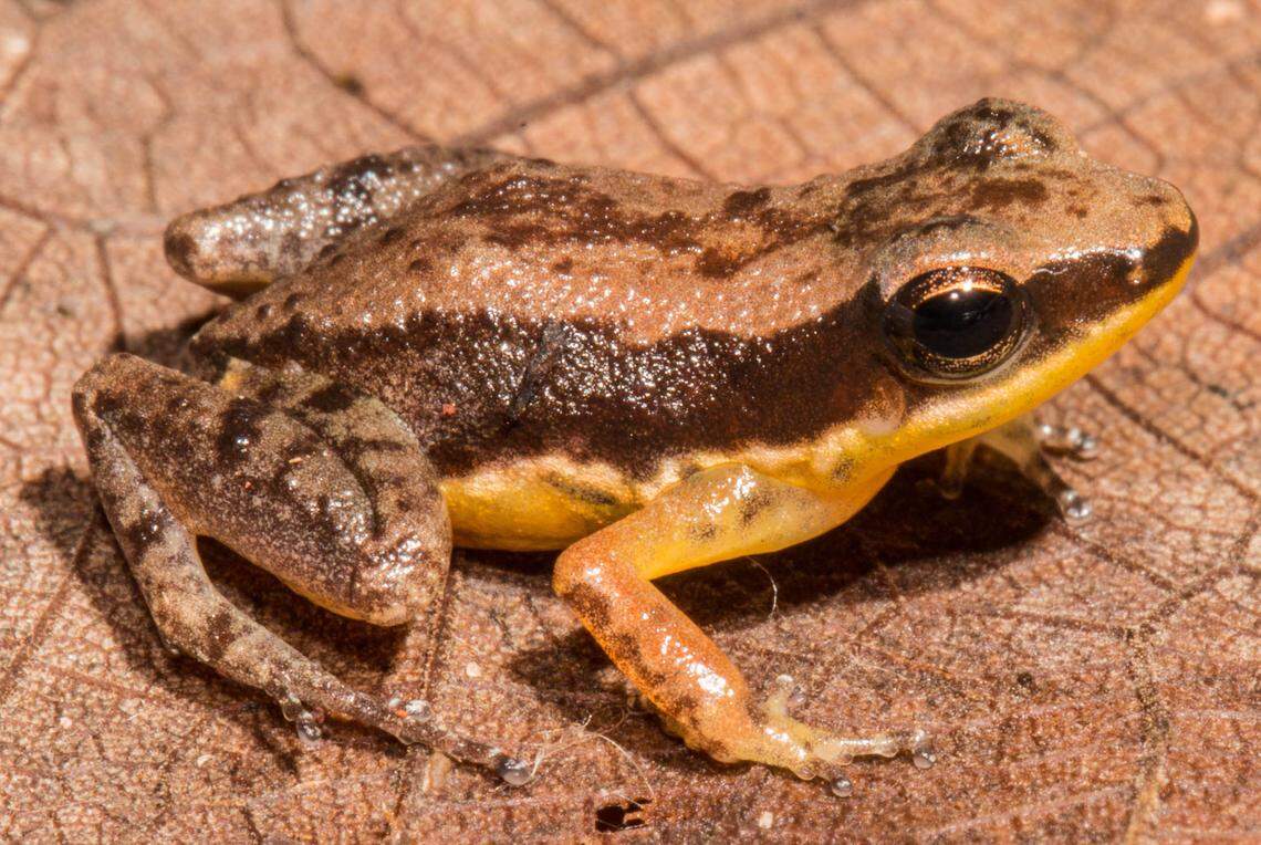 Photo shows Allobates vicinus, the frog species from Suriname.