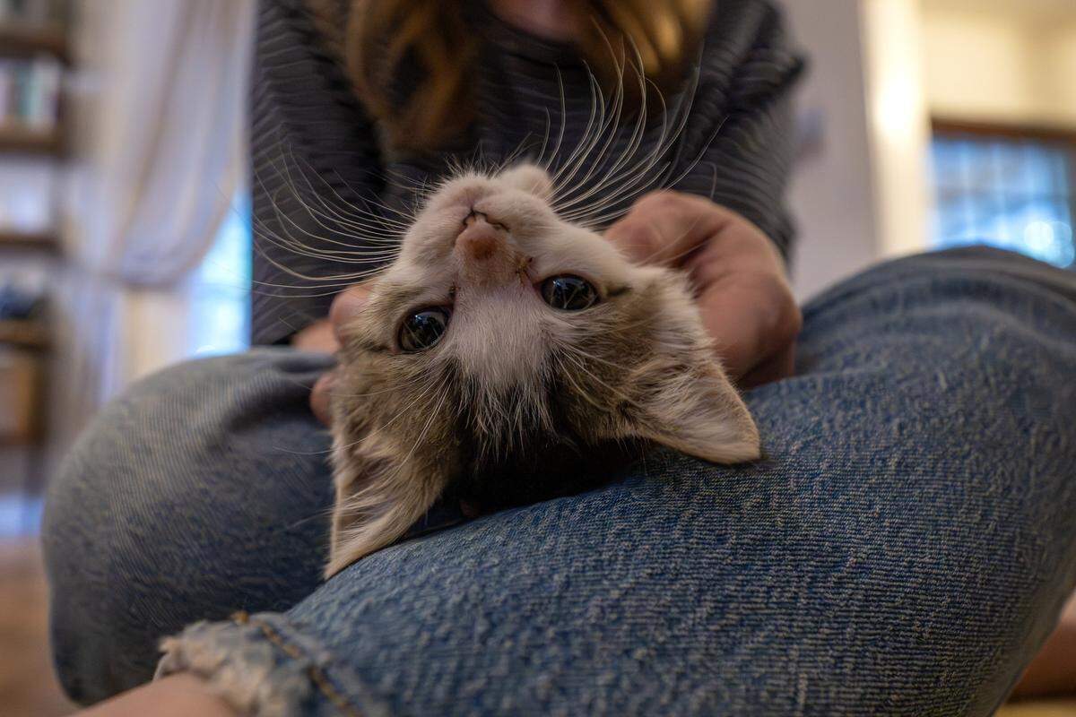 A foster kitten named Buckwheat is comforted on the lap of his foster mom, Melanie Meyers, during a sound bath session by Joann Schermerhorn on Thursday, Aug. 7, 2025, in Kansas City. Schermerhorn uses singing bowls, chimes and other instruments to help calm stressed cats.