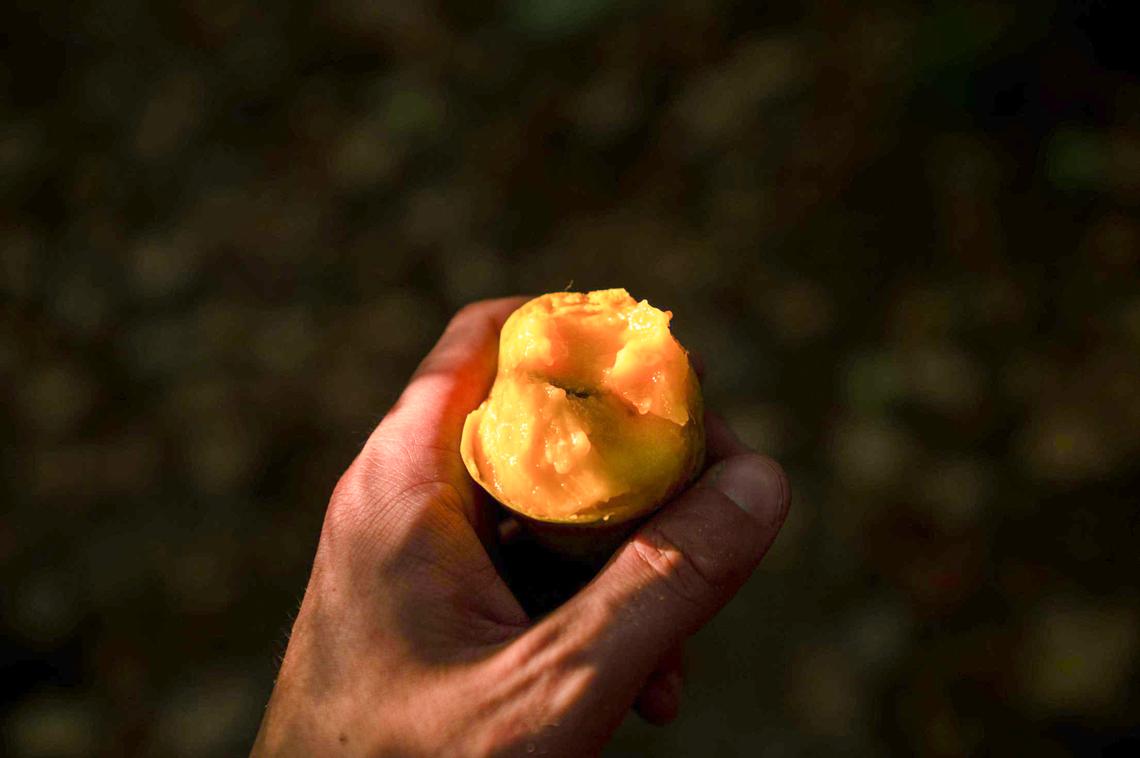 The cross section of a ripe pawpaw is shown here.. The flesh of a pawpaw has a custard like consistency and resembles the flavor of a banana, mango, and pineapple combined.