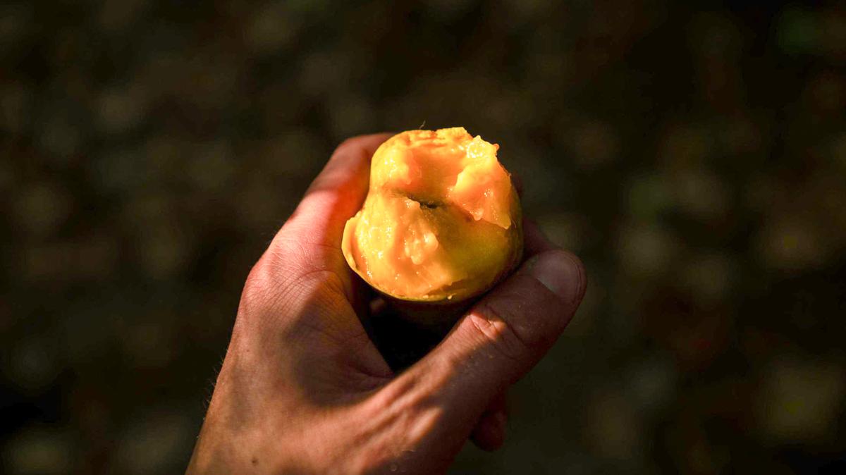 The cross section of a ripe pawpaw is shown here on Sept. 9, 2023, at Indian Creek Trail in Kansas City. The flesh of a pawpaw has a custard-like consistency and resembles the flavor of a banana, mango and pineapple combined.