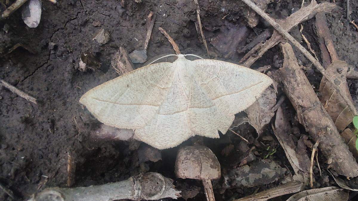 Moths as adults can be pollinators, but they’re less helpful in their larval stage.