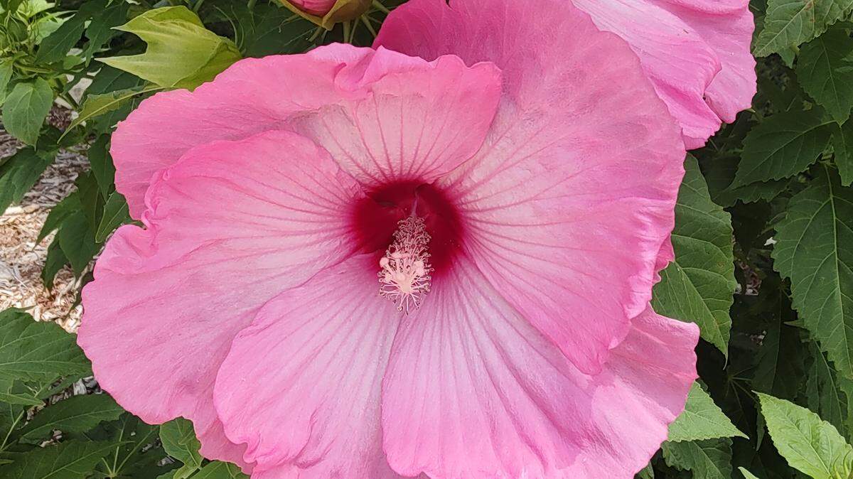 A close up look at the Hardy Hibiscus in the Dennis Patton Garden Gallery demonstration garden.