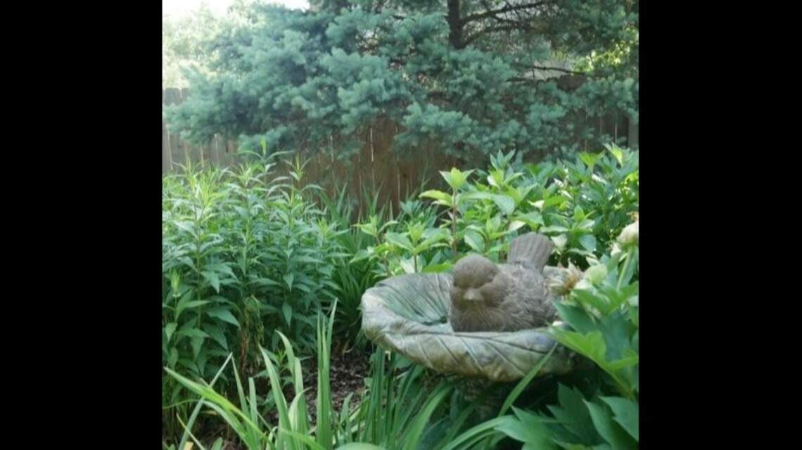 Neighbor’s garden a mess? Consider it a ‘crystal ball’ and take preemptive action