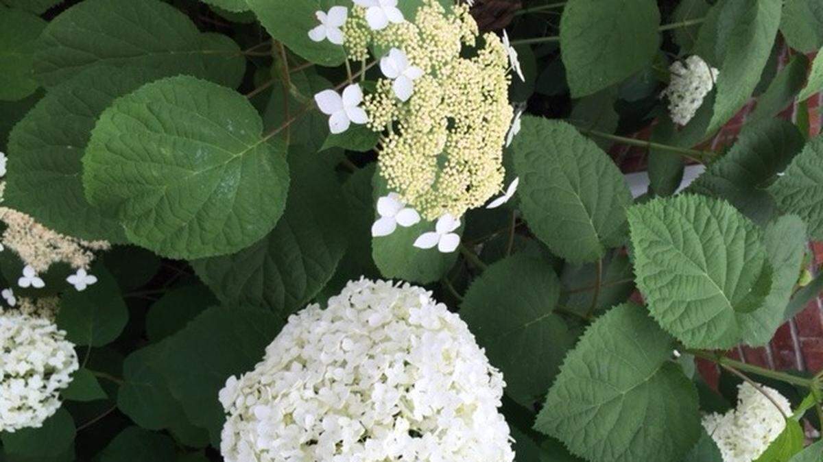 The panicle hydrangea, an old-time shrub, has been reinvented over the last 10 to 15 years, becoming a summer staple.