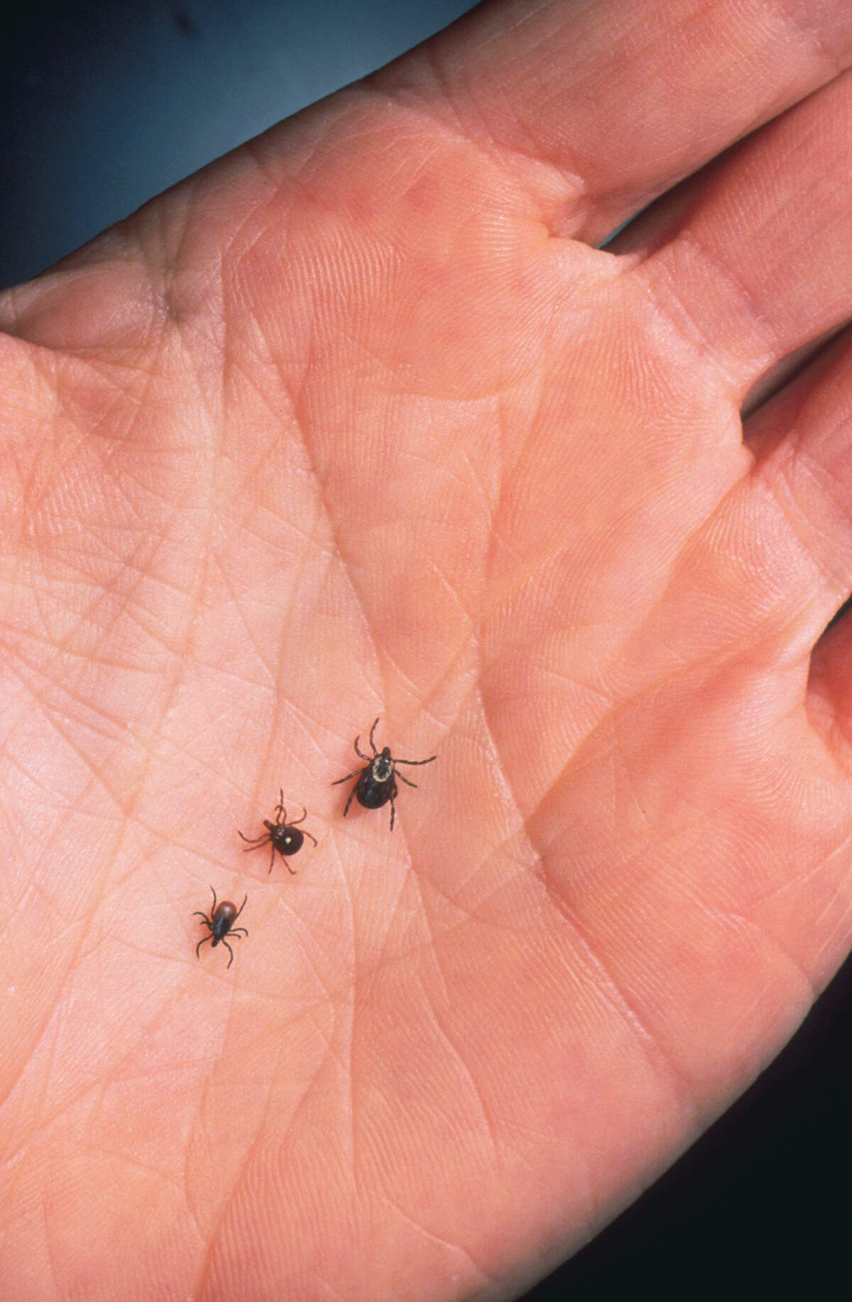 Ticks populations stay prominent through September, and with emergency room visits increasing over the past decades, tick-borne illnesses should be on Kansas Citians’ radars. The lone star tick (pictured) should be of particular concern, as a bite can cause the elusive alpha-gal syndrome and more.