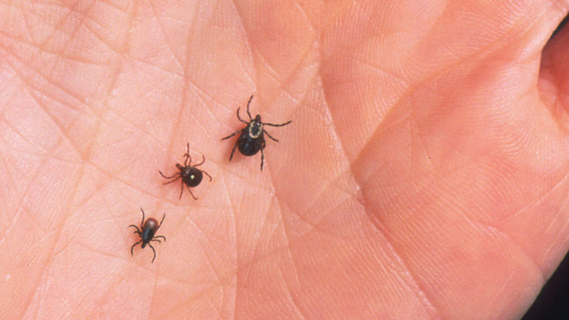 Missouri & Kansas’ tick season could be longer & more severe in 2026. Here’s why