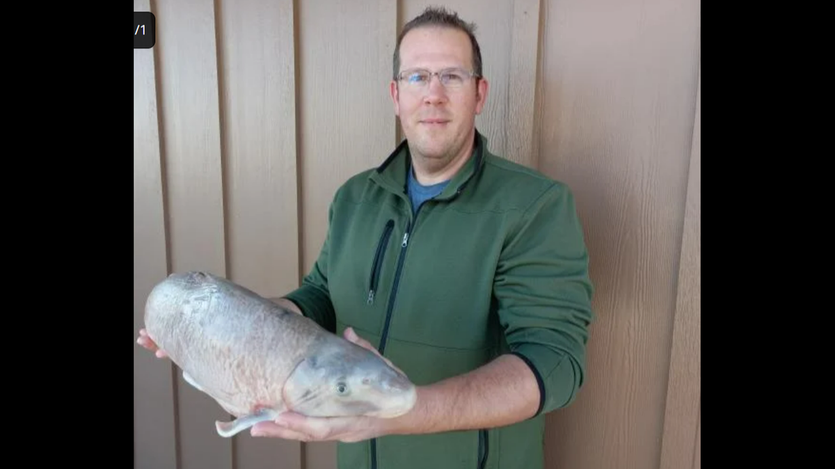 A Missouri man caught a record-breaking fish while fishing in the Osage River.