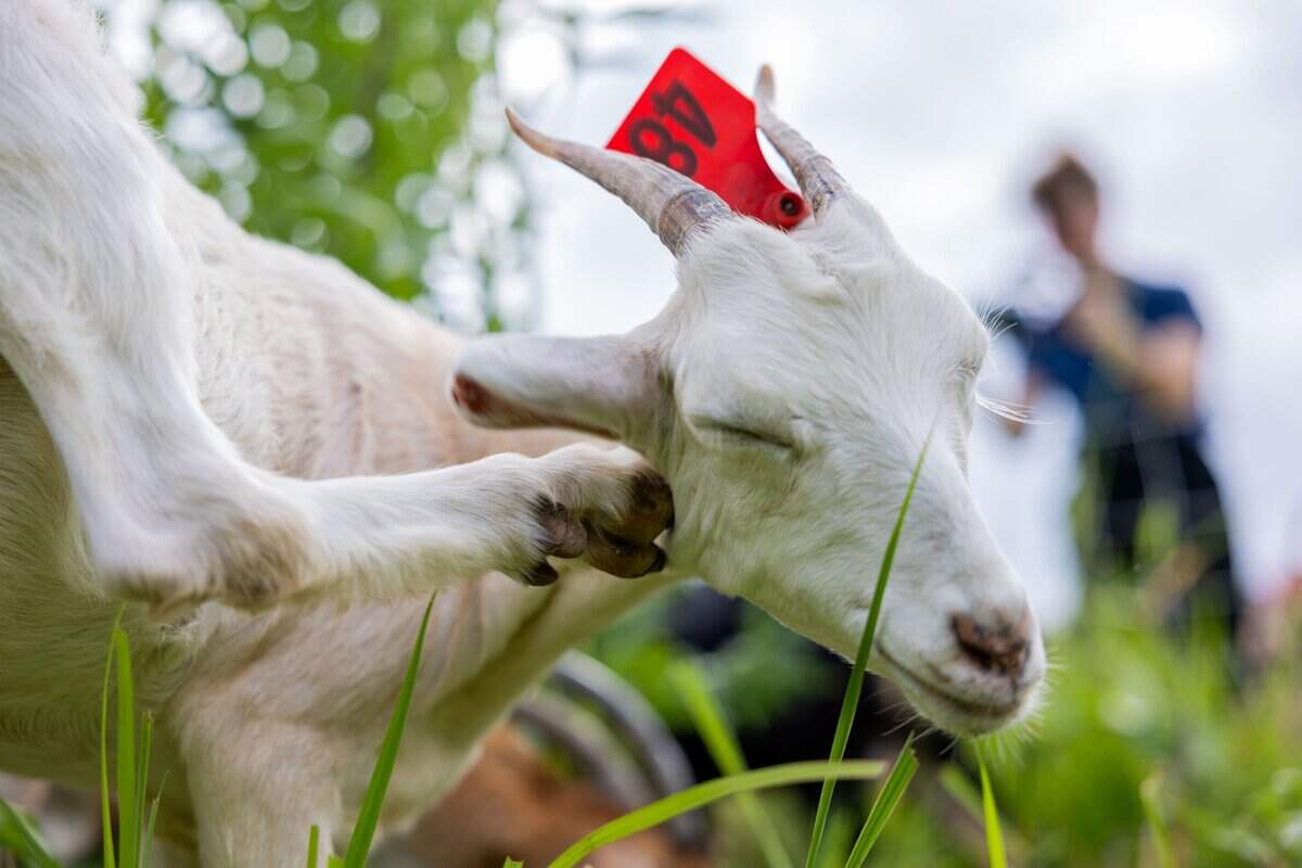 A goat from Goats Gone Green scratches their ear at Heritage Riverfront Trail on Tuesday, June 9, 2026.