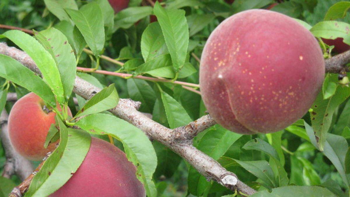 Now is a good time to prune peach trees, along with apple, pear and other fruit-bearing plantings.