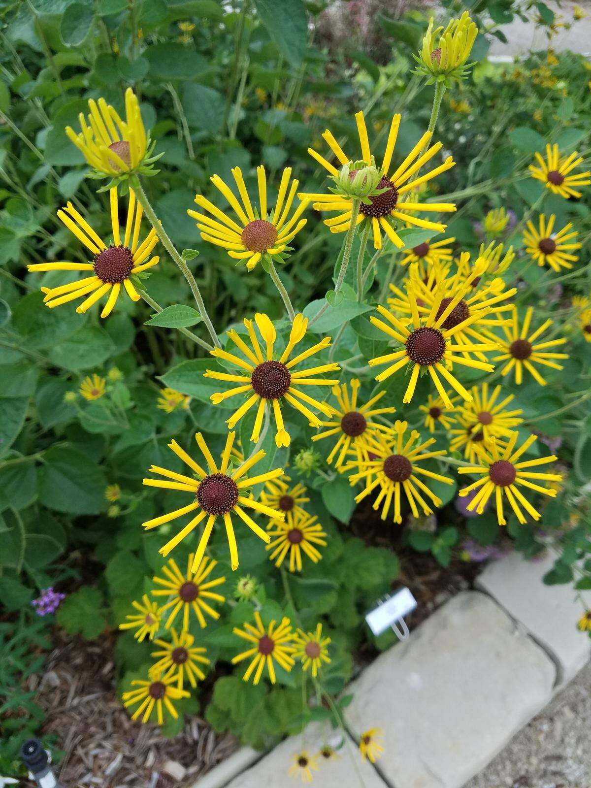 Rudbeckia “Henry Eilers” has unique petals that look rolled or tubular.