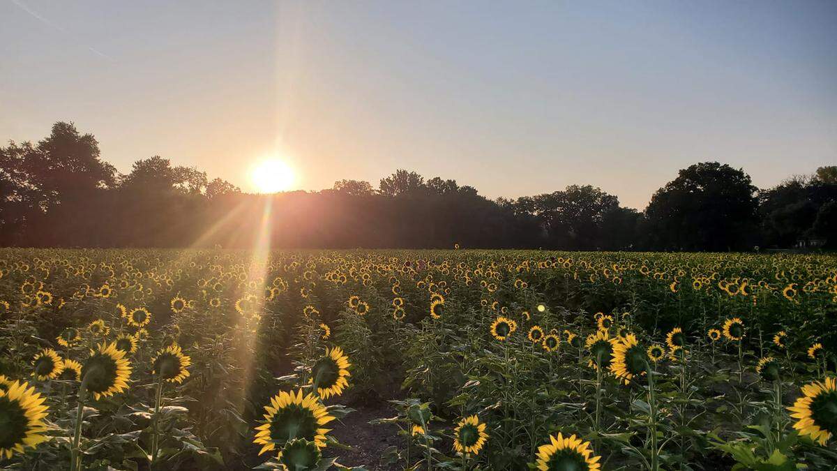 Sunflowers at Sunrise was taken at the Grinter Sunflower farm outside Lawrence.