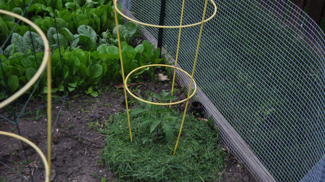 Grass clippings make ideal mulch for tomato and other vegetable plants.