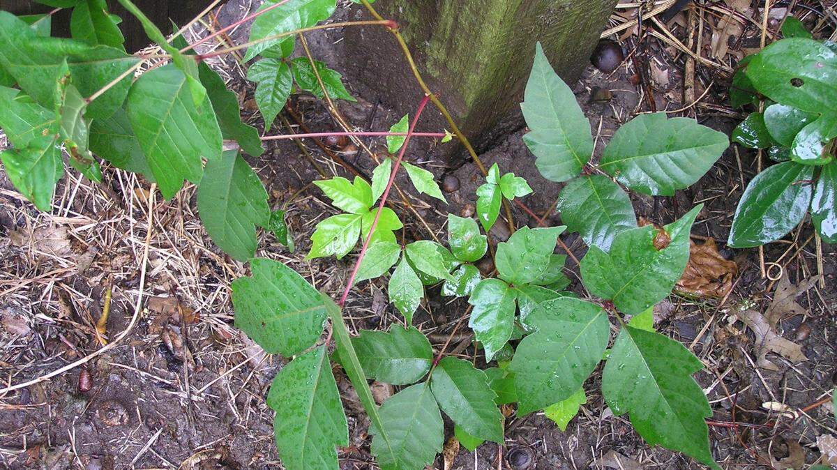 How can you tell if poison ivy is growing in your yard? ? The telltale signs of the plant are compound leaves of three (although there can be more), red stems, and rounded or toothed lobed margins.