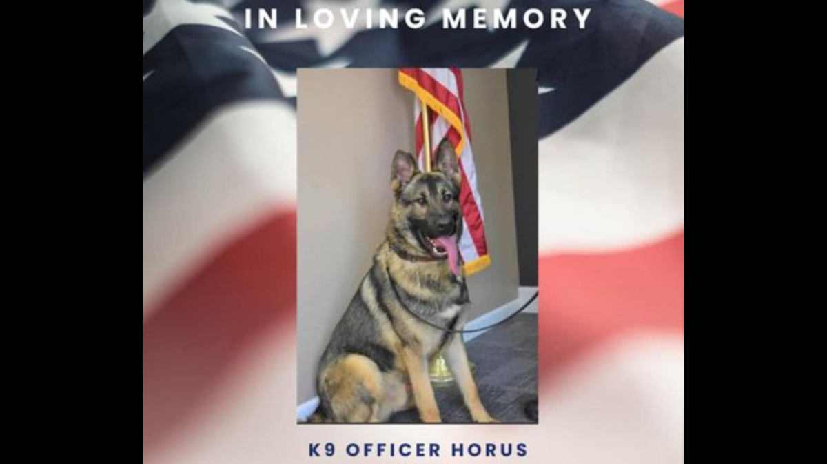 A Missouri police K-9 named Horus died after his handler left him in a hot vehicle, officials say. Now the officer is charged.