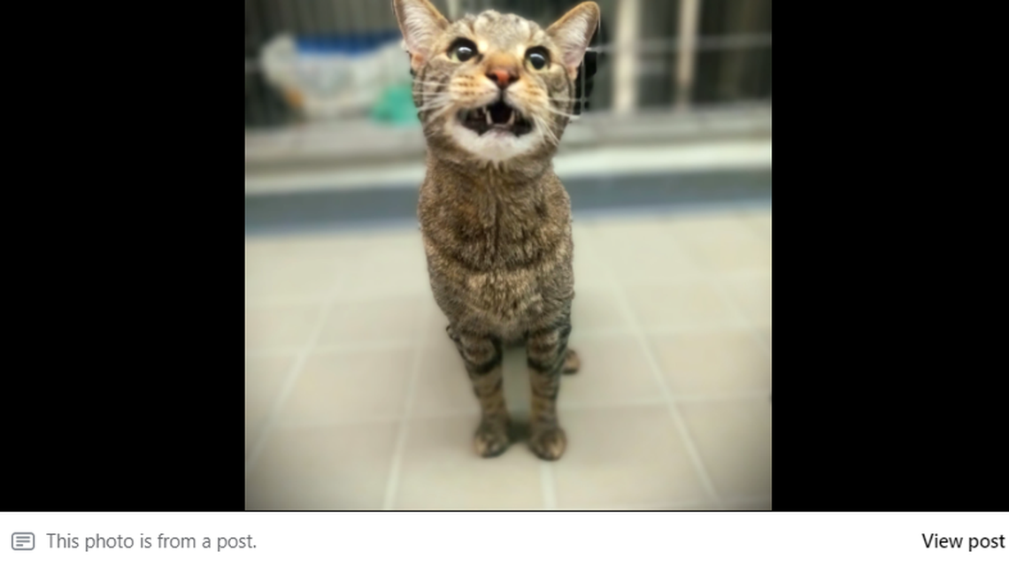 This “playful and friendly” cat is stressed out by life at a Pennsylvania shelter. He needs a home where he can “roam freely.” 