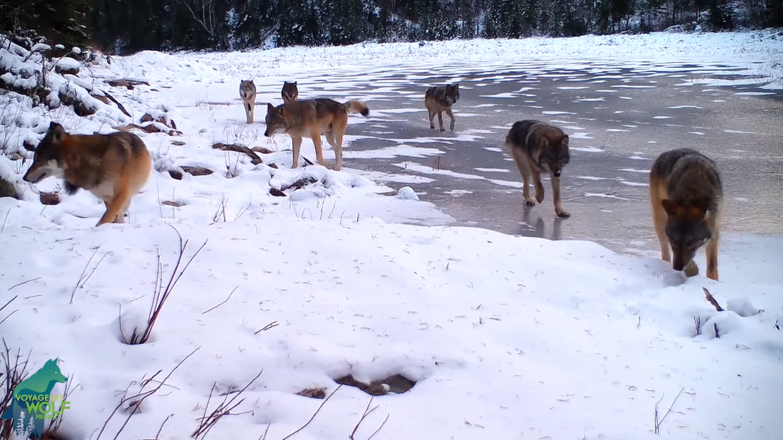 An entire wolf pack was captured on video and shared by Voyageurs Wolf Project.