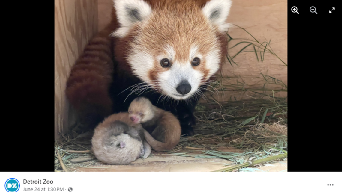 A first-time mom gave birth to twin red panda cubs at the Detroit Zoo on June 17, the Michigan zoo announced. The species is endangered.