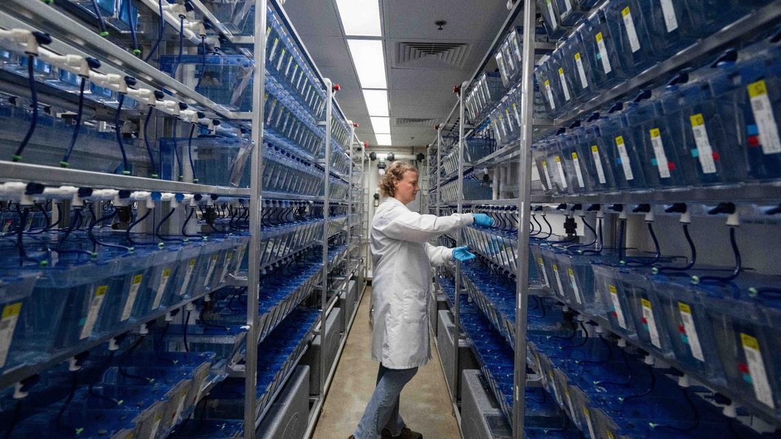 Laboratory manager Carrie Carmichael takes care of about 35,000 zebrafish in a laboratory inside the Stowers Institute for Medical Research in Kansas City on Aug 26, 2024. Zebrafish can regrow their fins and hearts.