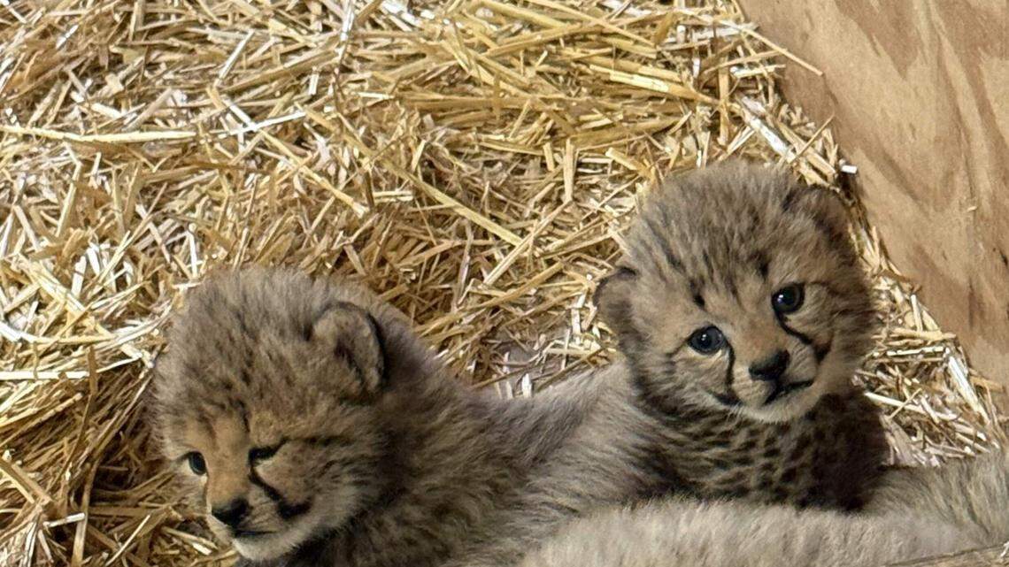 The cheetah cubs will bond with their mother out of public view for several months, the St. Louis Zoo said.