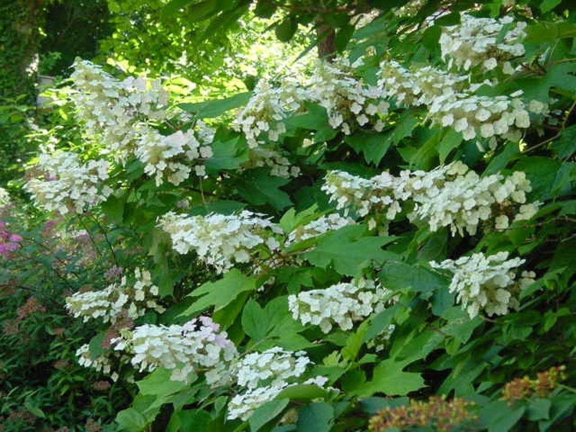 Be careful not to over-prune the Oak Leaf hydrangea. Limit spring pruning to dead wood. The bulk of pruning should be done as the blooms start to fade to control the size and shape.