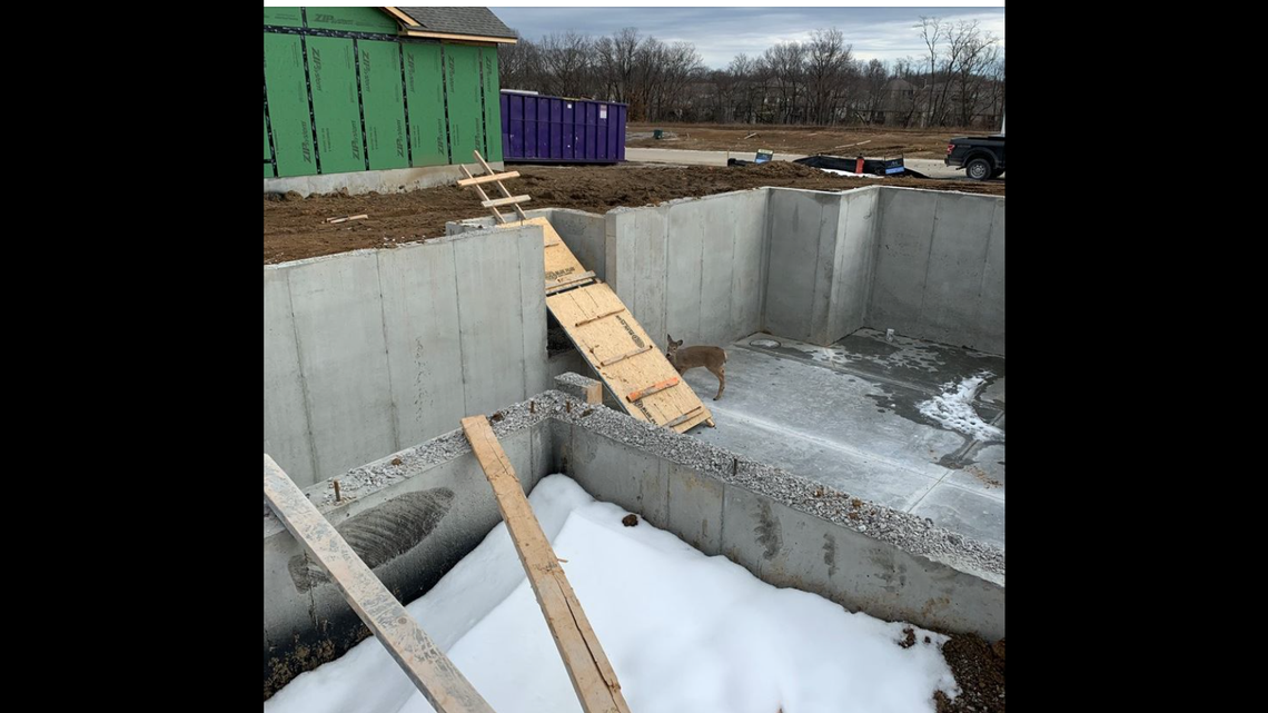 The deer became trapped in a basement foundation in Kansas City, officials say. Rescuers built a ramp from scrap lumber.
