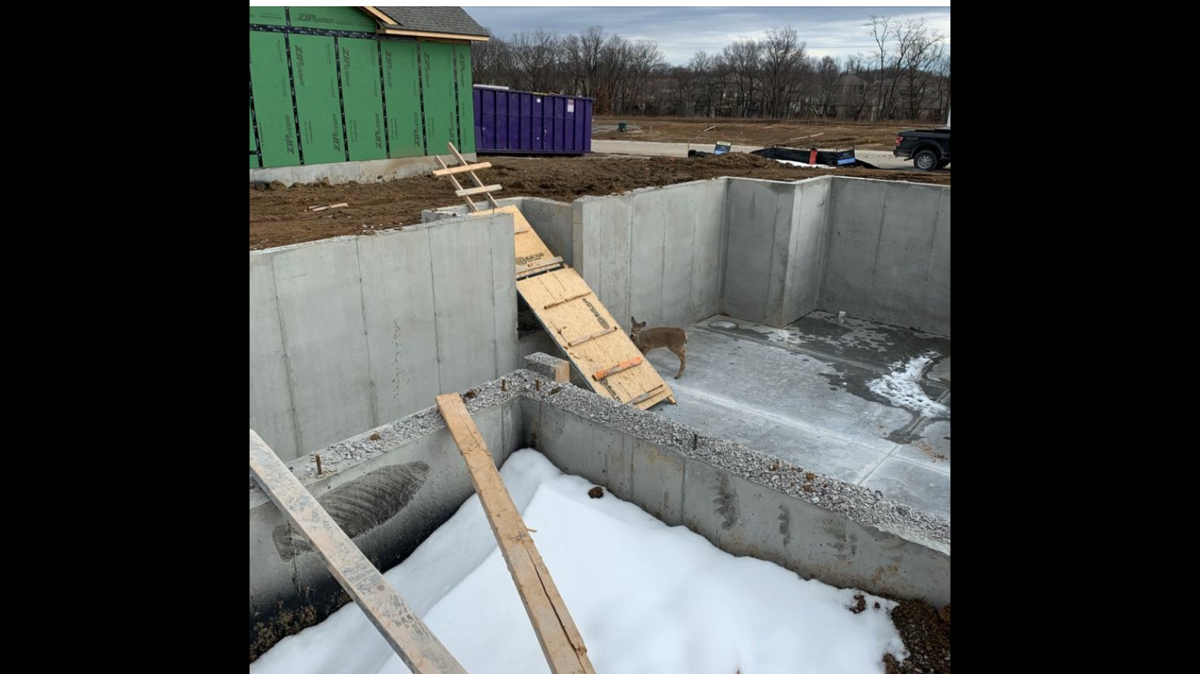 The deer became trapped in a basement foundation in Kansas City, officials say. Rescuers built a ramp from scrap lumber.