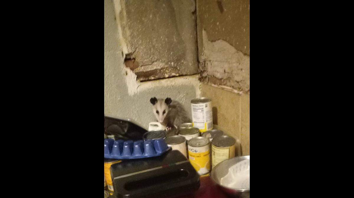 Mary Smith found a possum in the house she rented on Kansas City’s East Side. She was recently awarded $40,000 by a jury who heard her eviction case.