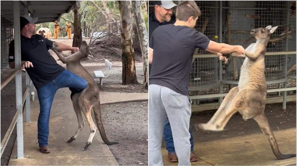 American tourist got in playful fight with kangaroo at wildlife sanctuary in Byford after the animal got “frisky” with a woman, video shows.