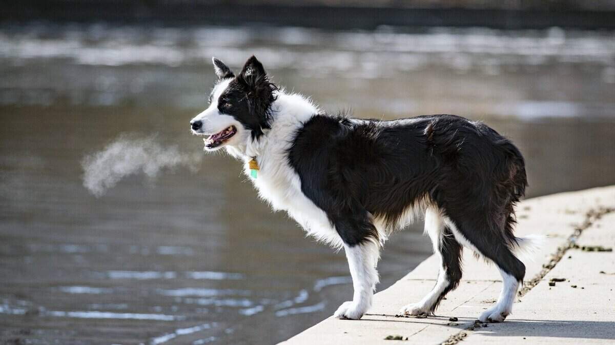 Hill’s Pet Nutrition plans to build a $250 million facility in Tonganoxie, Kansas.