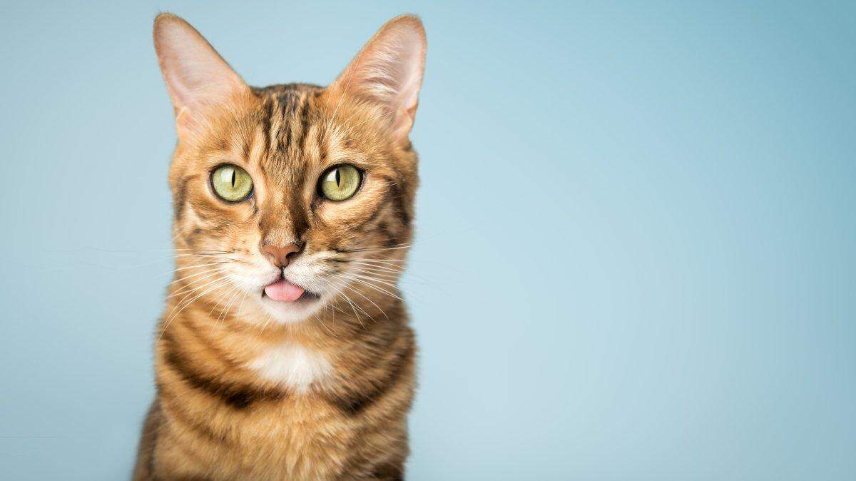 Vote now to determine the winner of the Tri-City Herald’s cutest cat contest.