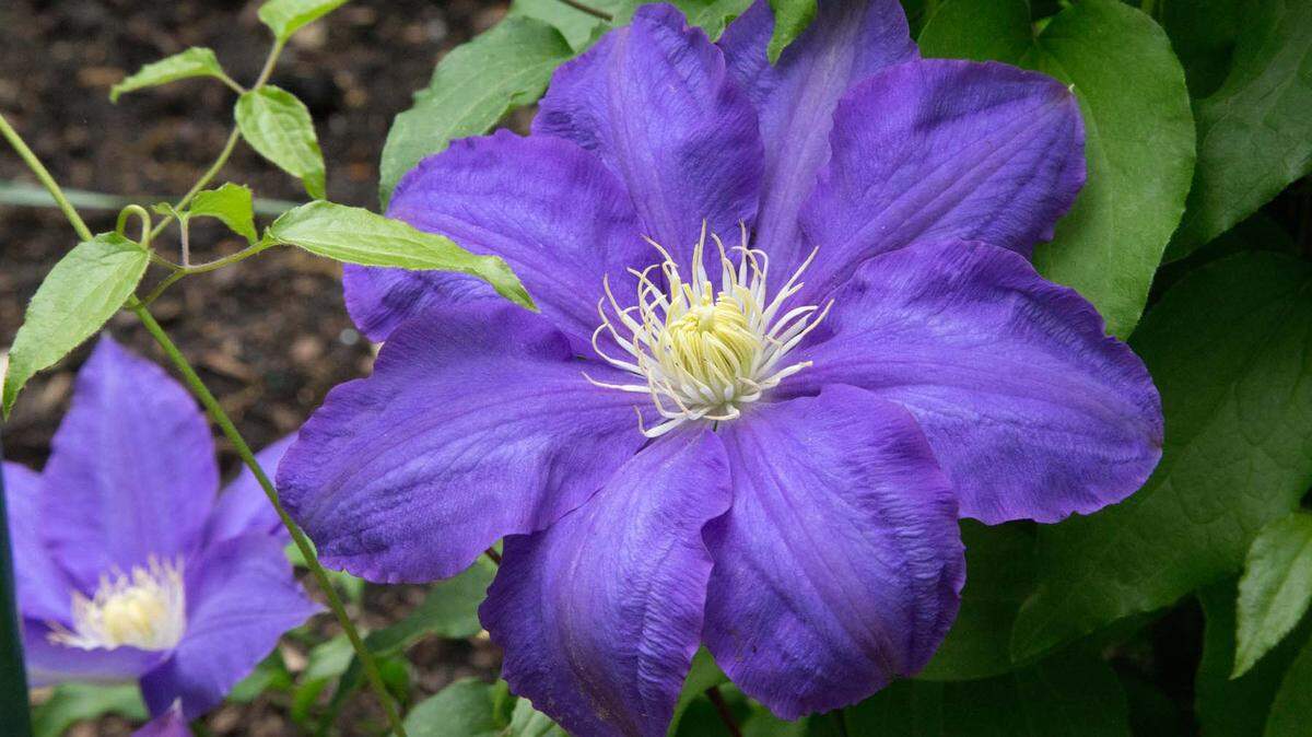 What can be more rewarding tan a clematis, like this “Monet” variety?