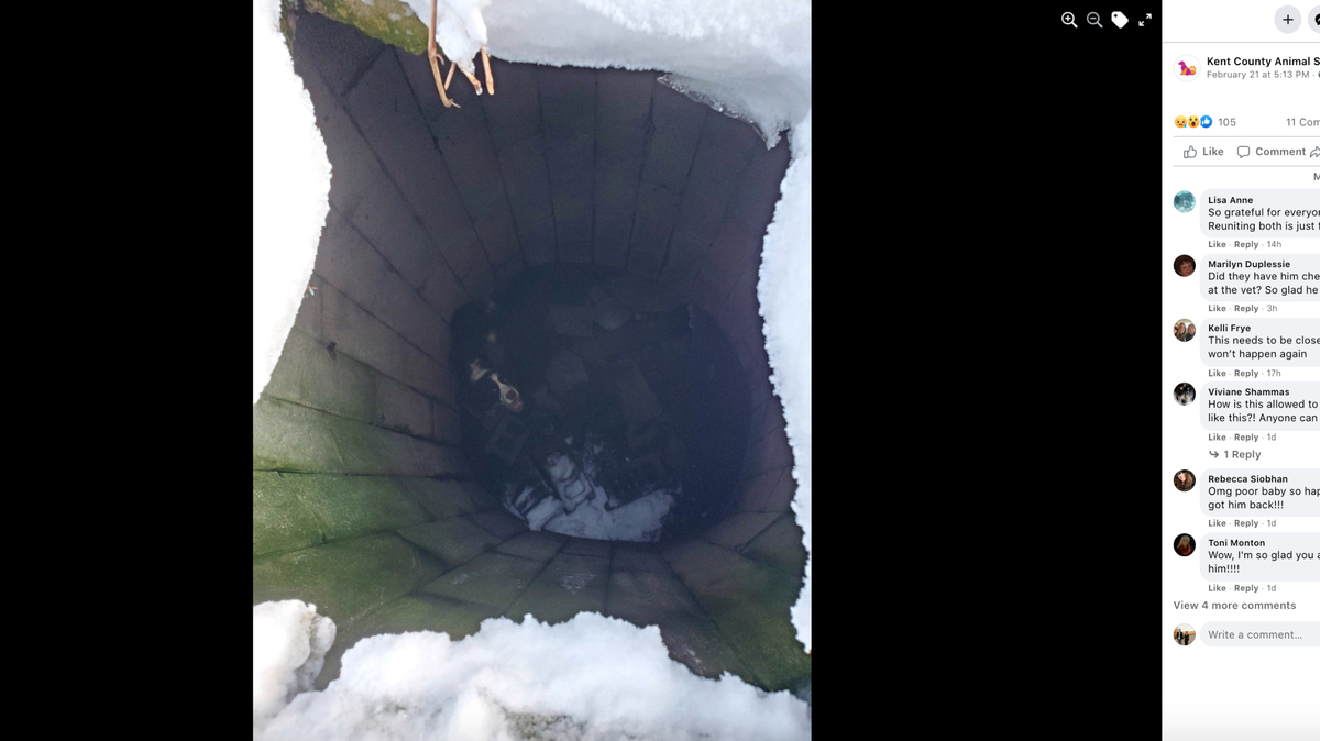 Milo, a springer spaniel, was missing 44 days before his rescue from a silo in Michigan, the Kent County Animal Shelter said.
