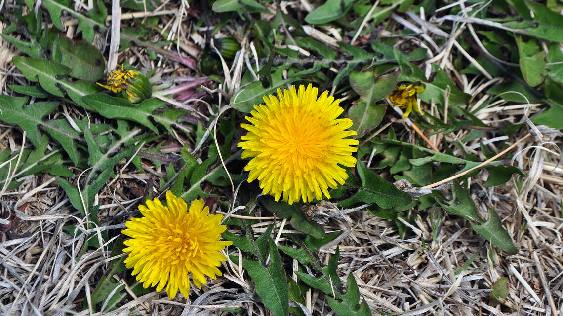 Don’t wait until spring to treat weeds. Fall is a great time to attack