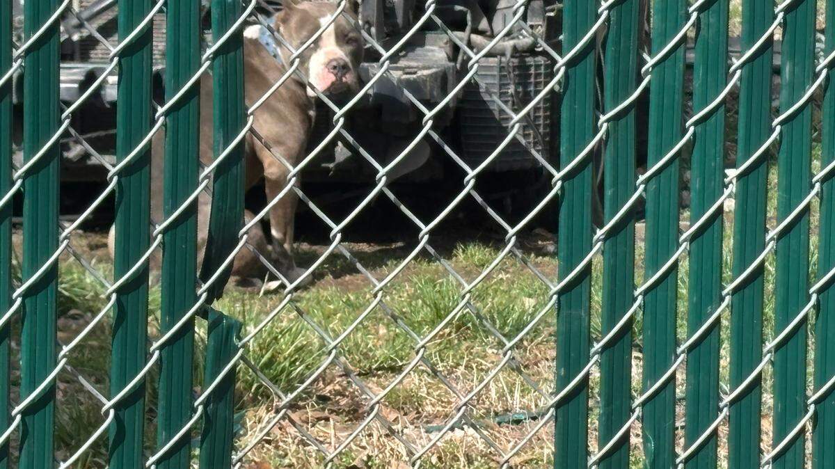 A dog was tied to a car at the Thibeaux residence in the Marlborough East neighborhood of Kansas City on March 26, 2025, almost five months after Chris Culbertson was mauled to death nearby.