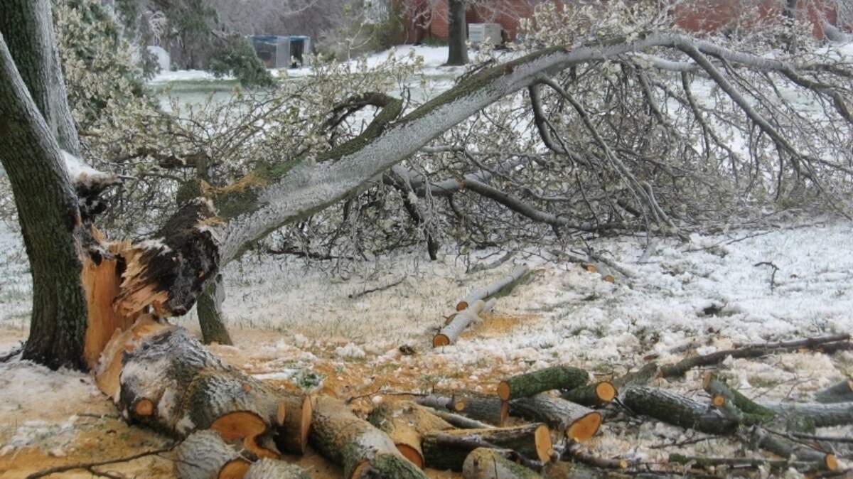 The Bradford pear after an ice storm. The best treatment for these ornamental trees? Eradicate them. The trees are spreading and killing much-needed native species.