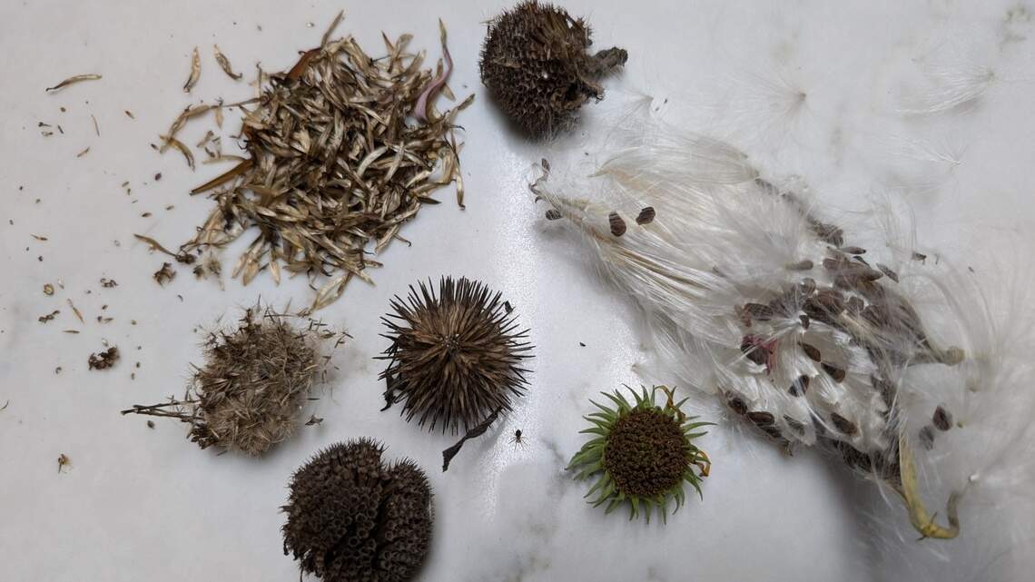 Will they grow? Here’s what a pro has to say about those stored seeds you hope to sow