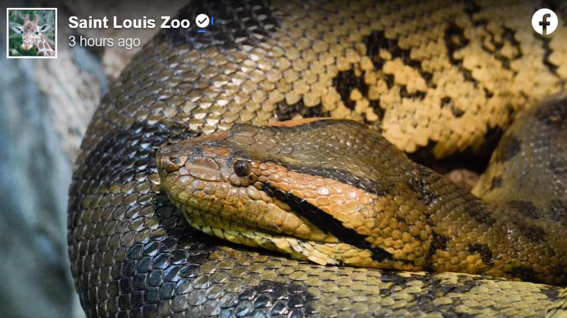 J-Lo the green anaconda was euthanized after experts found a “severe tumor,” according to the Saint Louis Zoo in Missouri.